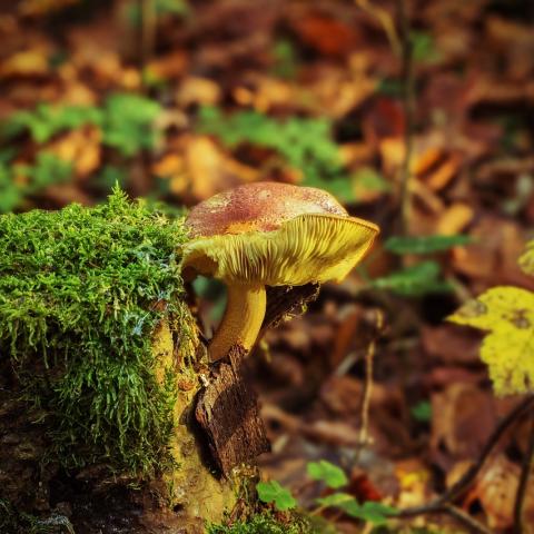 Mushroom ©Pixabay