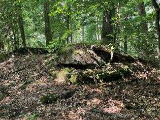 Oorlogsresten in het Forêt d'Exception® de Haguenau