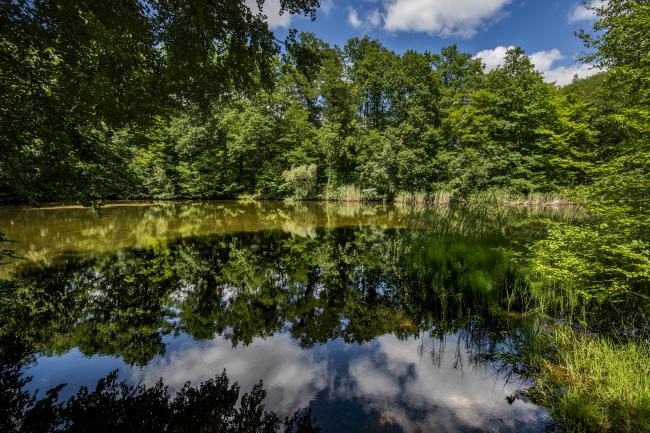 Haguenau forest - Zvardon credit