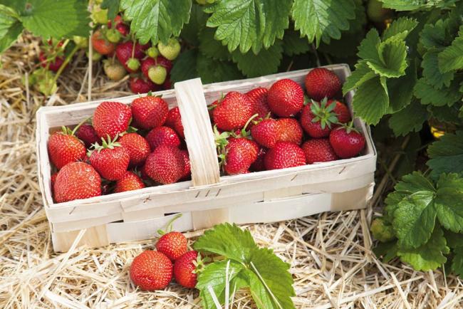 Panier fraises