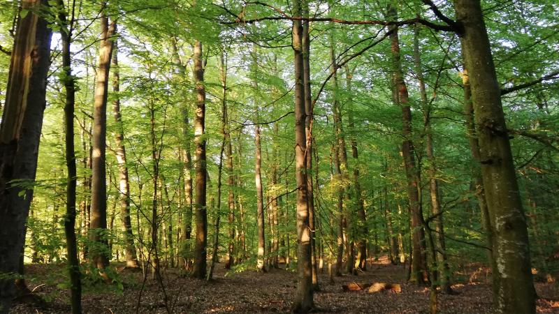 Forêt de Haguenau ©Valérie Waechter