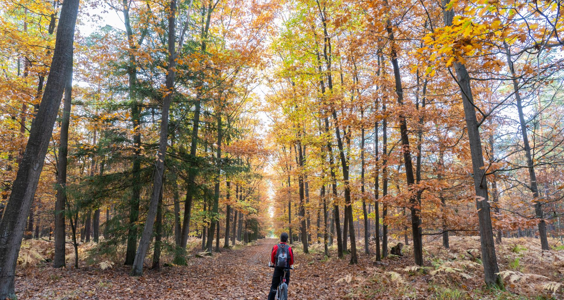 Biking in Haguenau forest in autumn