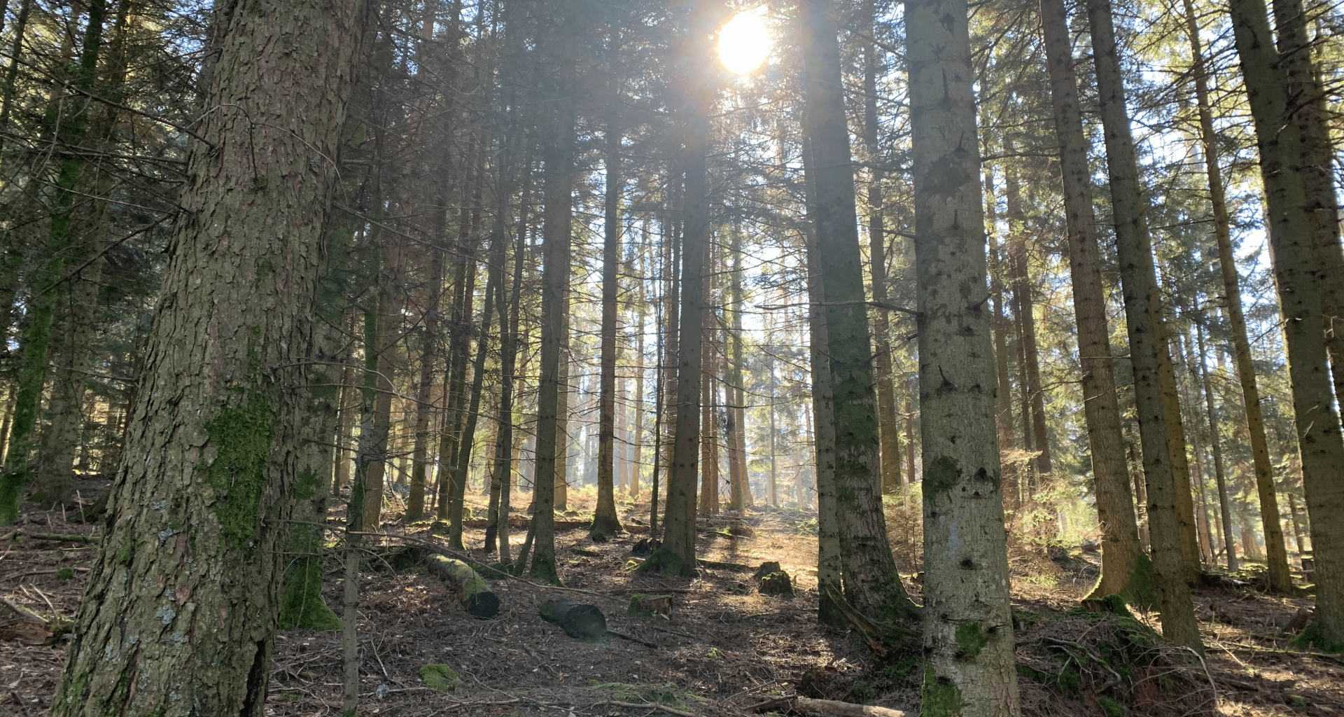 Forêt